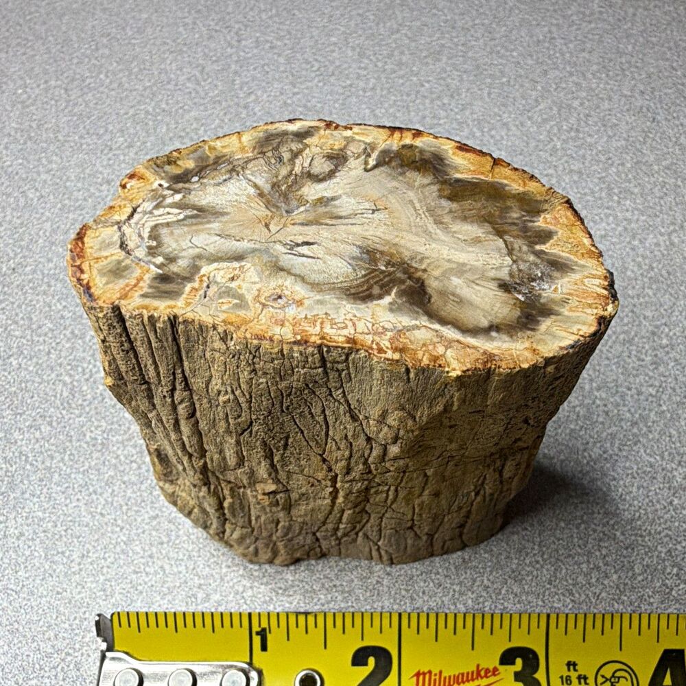 Madagascar Petrified Wood Fossil Log Stump Cross Section Specimen Section